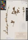 Foto von Salix foetida Schleich. ex DC. x Salix purpurea L.